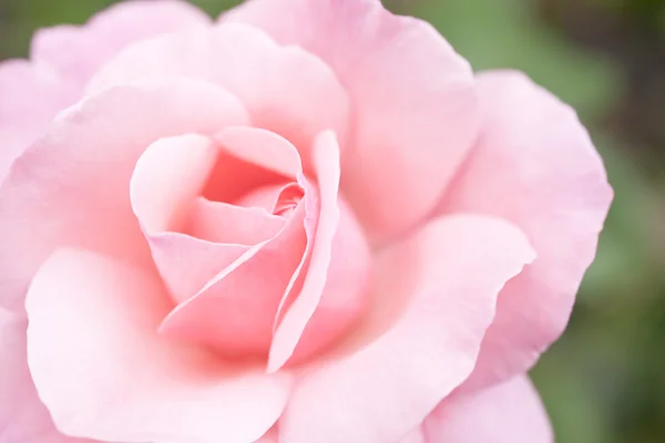 Rosa rosa embaçado fundo — Fotografia de Stock