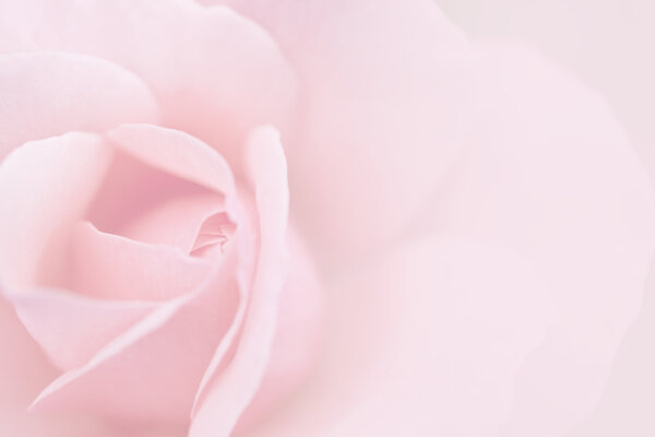 розовый расплывчатый фон
