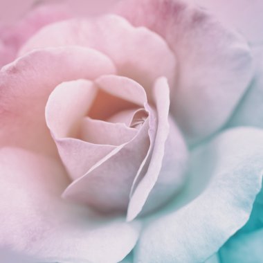 renkli bulanık gül