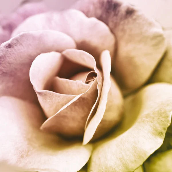 Rosa embaçada colorido — Fotografia de Stock