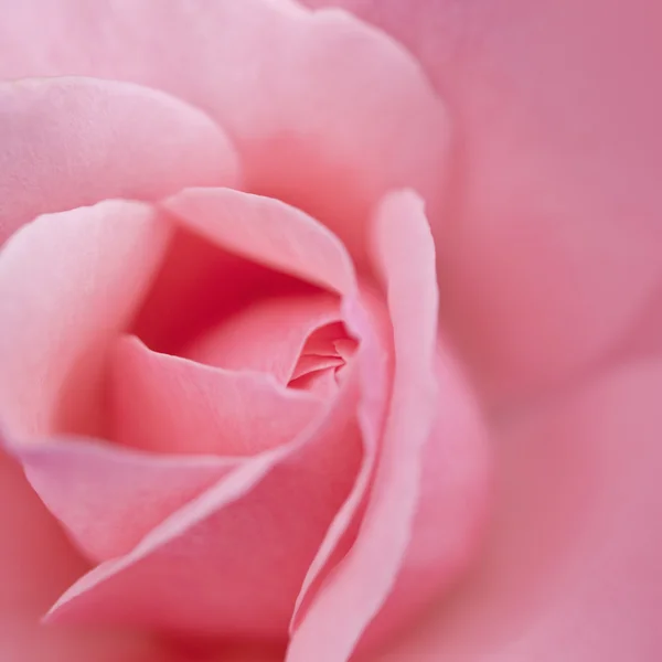Rosa embaçada colorido — Fotografia de Stock