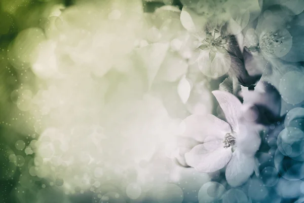 Bunte und verschwommene Blüte — Stockfoto