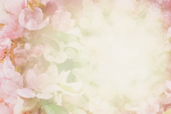 bulanık renkli çiçekler