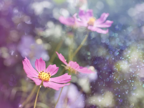 Fundo floral com bokeh — Fotografia de Stock