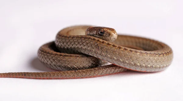 Nordlig orm med röd mage. — Stockfoto