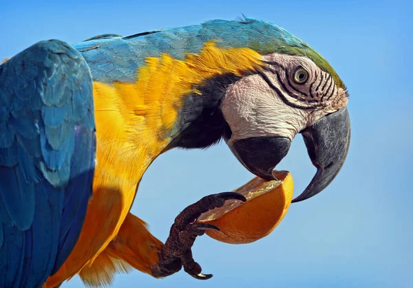 Žlutý a modrý okřídlený macaw. — Stock fotografie