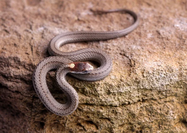 바위 위를 기어다니는 북부붉은 배 뱀 — 스톡 사진
