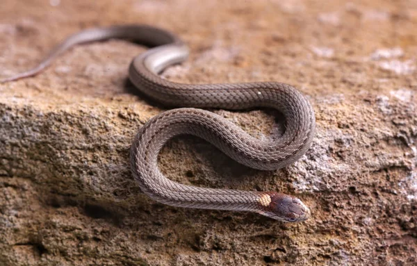 Bebê Norte cobra barriga vermelha rastejando em uma rocha — Fotografia de Stock