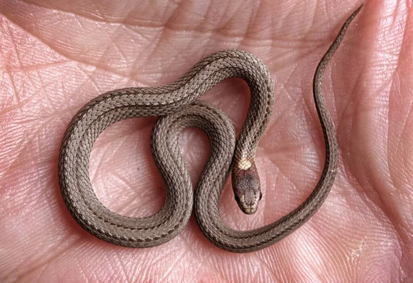 Ventre rouge du Nord serpent dans la main — Photo