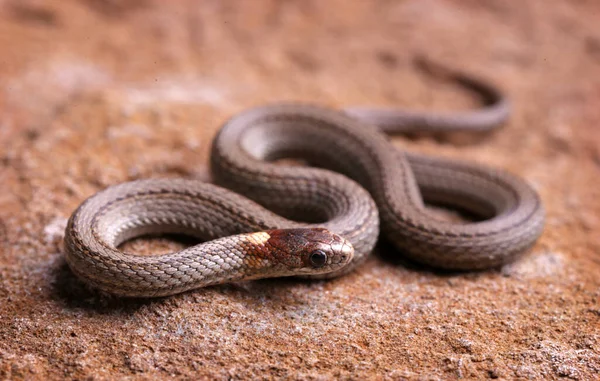 바위 위에 앉아 있는 북부붉은 배 뱀. — 스톡 사진