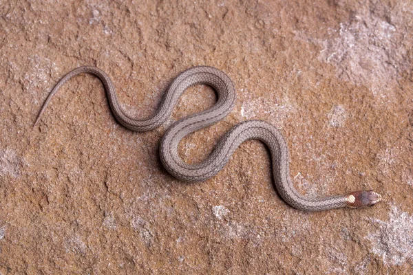 Nordlig rödmagad orm som kryper på en klippa — Stockfoto