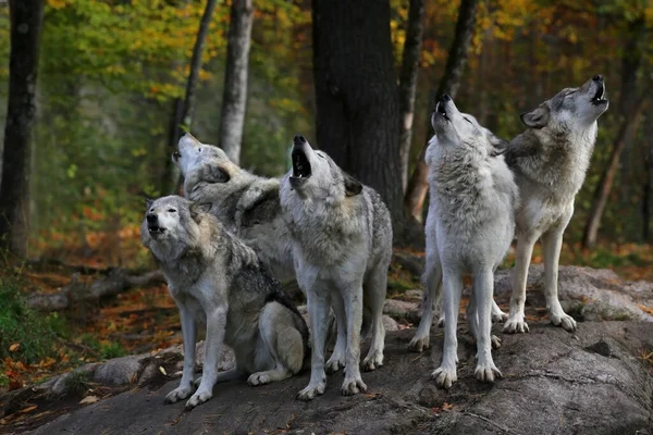 Eastern timber wolves howling on a rock. — Stock Photo, Image