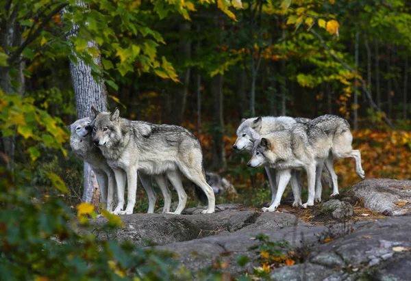 Vlci z východního dřeva v Severní Americe. — Stock fotografie