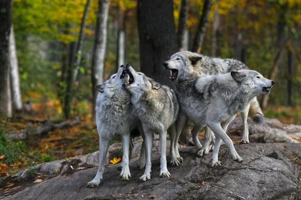 Eastern timber wolves howling on a rock. Royalty Free Stock Images