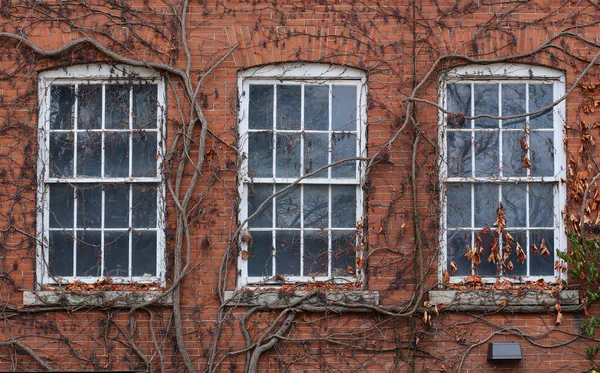 Three windows overgrown with wild grapes — Stock Photo, Image