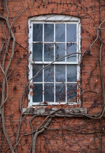 Vintage ventana cubierto de uvas de niña —  Fotos de Stock