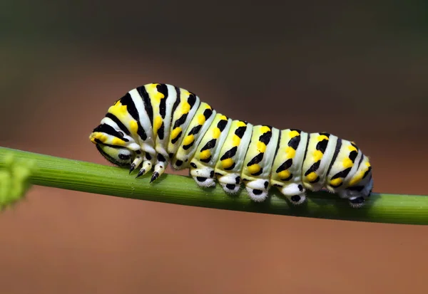 노랑 호랑나비 애벌레. — 스톡 사진