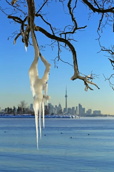 Icicles on the tree branches. — Stock Photo, Image