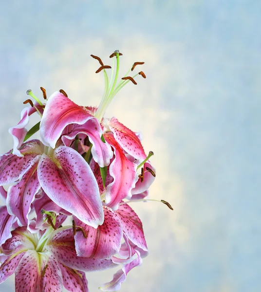 Beautiful pink lily on blue background — Stock Photo, Image