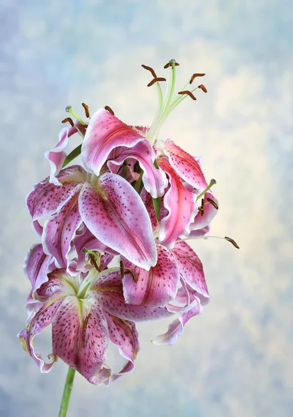 Vacker rosa lily på blå bakgrund — Stockfoto