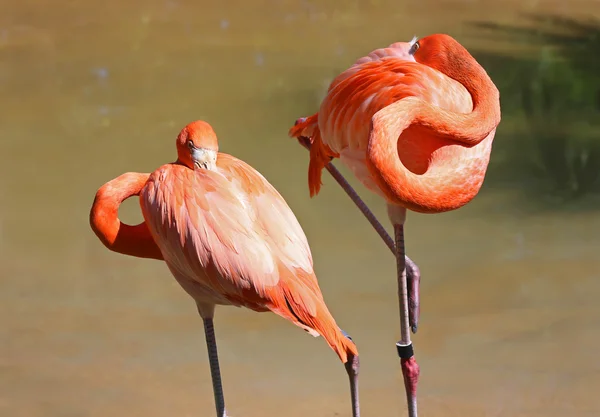 Alvó flamingók, egy szem megnyitása — Stock Fotó