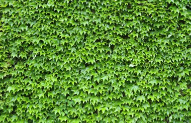 ivy leave background clipart