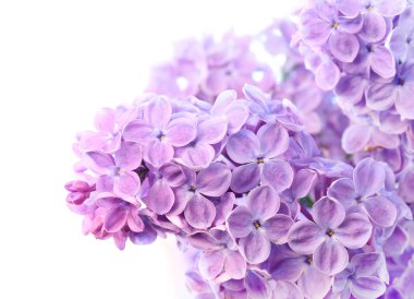 Leylak kokulu güzel bahar arka plan