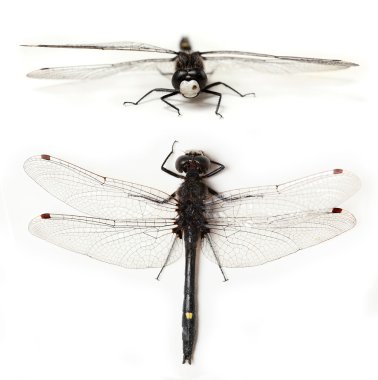 Üst ve bir kelebek önden görünümü