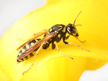 Sarı çiçekteki eşek arısı