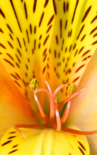 Alstroemeria жовта квітка — стокове фото