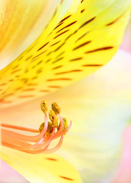 Alstroemeria gul blomma — Stockfoto