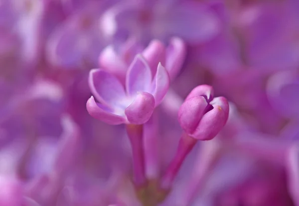 丁香花的香气。字段中，选择性焦点深度较浅 — 图库照片