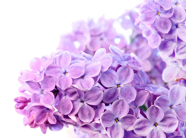 Hermoso fondo de primavera con ramo de color lila — Foto de Stock