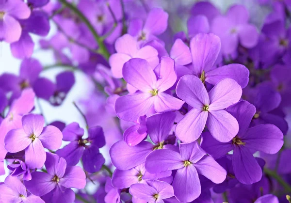 Άγρια ροζ λουλούδια phlox — Φωτογραφία Αρχείου