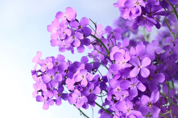 Wild roze phlox bloemen — Stockfoto