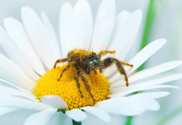 Hoppande spindel på daisy — Stockfoto