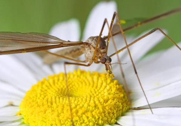 Um Cranefly ou papai-pernas longas sentar-se na margarida — Fotografia de Stock
