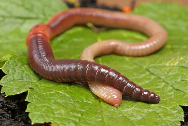 Земляной червь на зеленом листе . — стоковое фото