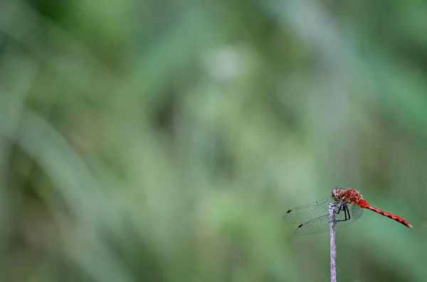 Uma libélula com bokeh agradável — Fotografia de Stock