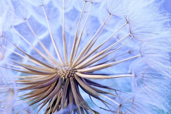 Abstrato dente-de-leão flor fundo — Fotografia de Stock