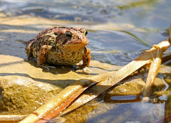 Brown toad in a pond — Stock Photo, Image