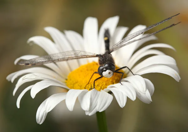 Libelle auf Gänseblümchen — Stockfoto