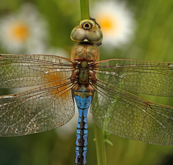 Nahaufnahme einer Libelle — Stockfoto