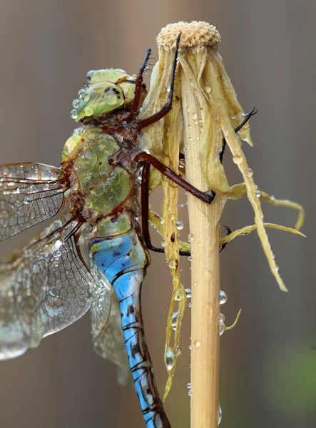 Close-up tiro de uma libélula — Fotografia de Stock