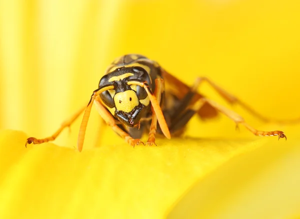 Guêpe sur fleur jaune — Photo