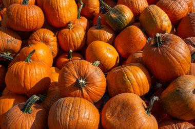 Çayırda bir grup büyük balkabağı.. 