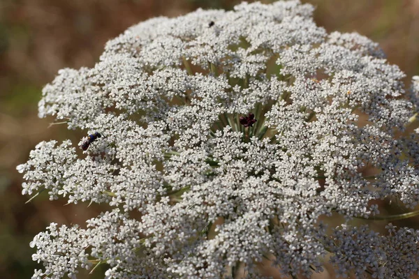 Fleurs Blanches Dans Jardin — Photo