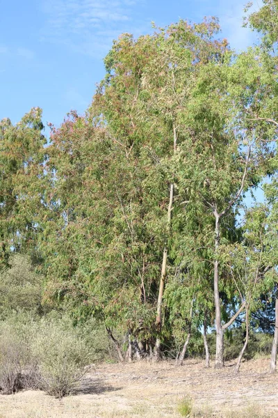 Green Trees Forest — Stock Photo, Image