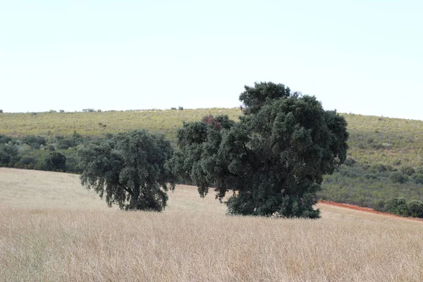 Ağaçları Yeşil Bitkileri Olan Güzel Bir Kırsal Alan — Stok fotoğraf