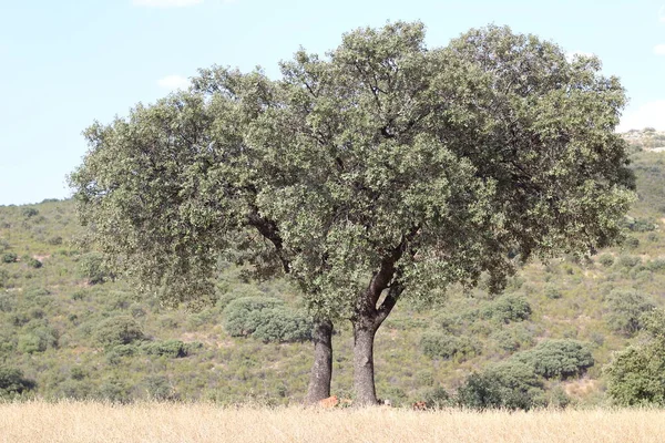 Olive Tree Autumn Beautiful Nature — Stock Photo, Image